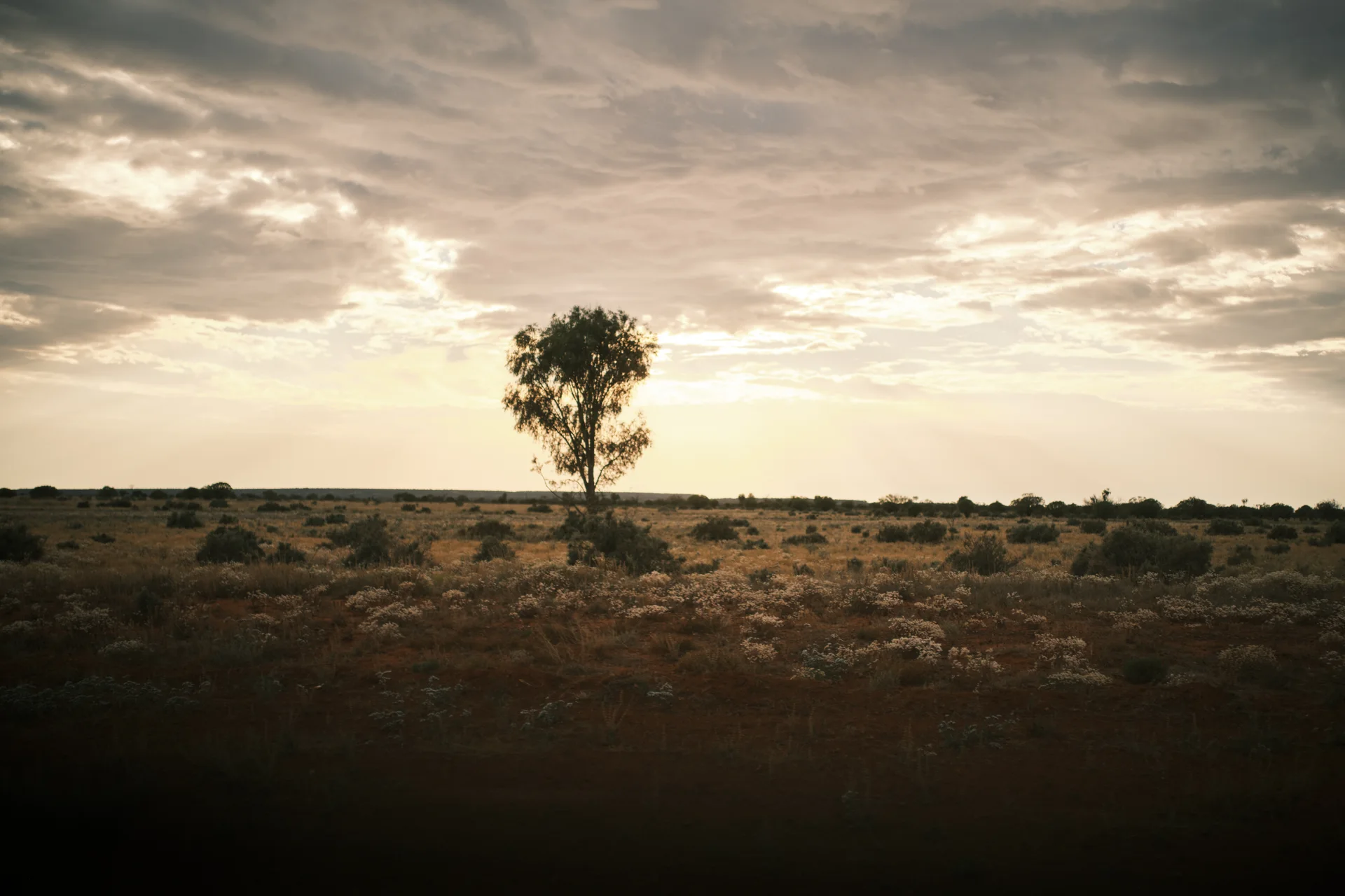 Just one tree